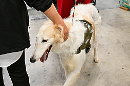 画像ギャラリー No.066のサムネイル画像 / 犬猫のお写真をいっぱい撮っただけでゴメンナサイ! おもしろワンニャンアイテムたくさんの“インターペット2026”