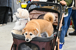 画像ギャラリー No.069のサムネイル画像 / 犬猫のお写真をいっぱい撮っただけでゴメンナサイ! おもしろワンニャンアイテムたくさんの“インターペット2026”