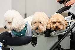 画像ギャラリー No.070のサムネイル画像 / 犬猫のお写真をいっぱい撮っただけでゴメンナサイ! おもしろワンニャンアイテムたくさんの“インターペット2026”