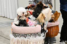 画像ギャラリー No.071のサムネイル画像 / 犬猫のお写真をいっぱい撮っただけでゴメンナサイ! おもしろワンニャンアイテムたくさんの“インターペット2026”