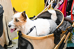 画像ギャラリー No.072のサムネイル画像 / 犬猫のお写真をいっぱい撮っただけでゴメンナサイ! おもしろワンニャンアイテムたくさんの“インターペット2026”