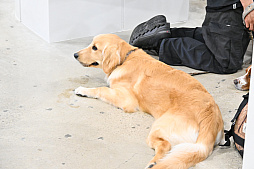 画像ギャラリー No.073のサムネイル画像 / 犬猫のお写真をいっぱい撮っただけでゴメンナサイ! おもしろワンニャンアイテムたくさんの“インターペット2026”