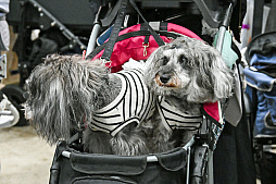 画像ギャラリー No.076のサムネイル画像 / 犬猫のお写真をいっぱい撮っただけでゴメンナサイ! おもしろワンニャンアイテムたくさんの“インターペット2026”