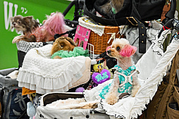 画像ギャラリー No.077のサムネイル画像 / 犬猫のお写真をいっぱい撮っただけでゴメンナサイ! おもしろワンニャンアイテムたくさんの“インターペット2026”