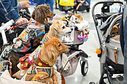 画像ギャラリー No.078のサムネイル画像 / 犬猫のお写真をいっぱい撮っただけでゴメンナサイ! おもしろワンニャンアイテムたくさんの“インターペット2026”