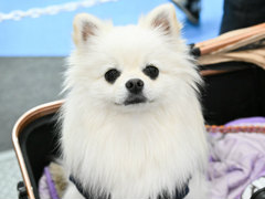 犬猫のお写真をいっぱい撮っただけでゴメンナサイ！　おもしろワンニャンアイテムたくさんの“インターペット2026”